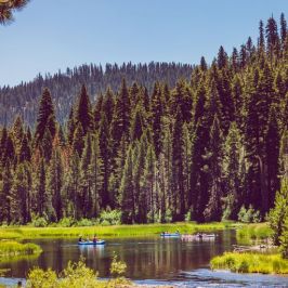 a lake surrounded by forest
